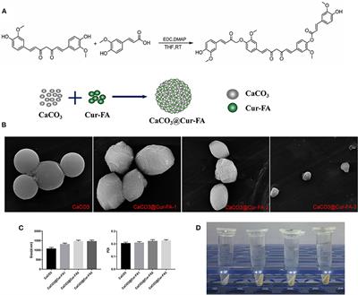 Nano-Microemulsions of CaCO3-Encapsulated Curcumin Ester Derivatives With High Antioxidant and Antimicrobial Activities and pH Sensitivity